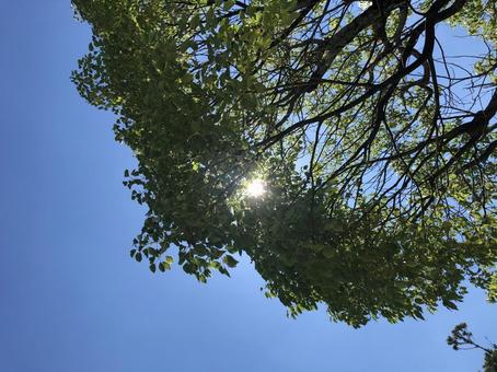 木と青空 木と青空の写真