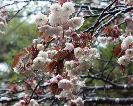 桜 桜の写真