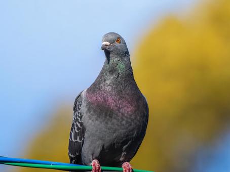 ドバトのアップ ドバトのアップ ドバト,カワラバト,動物の写真素材