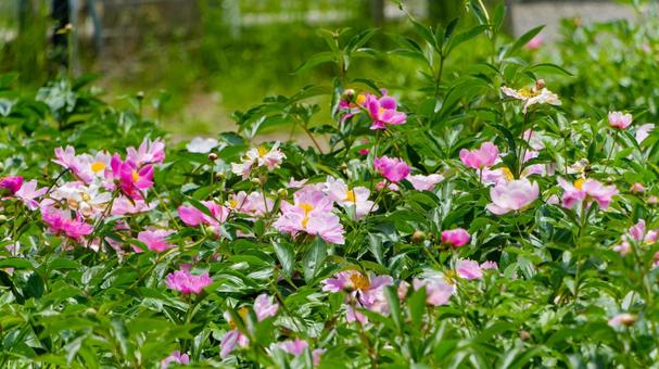 初夏の陽光に映える芍薬の花畑 初夏の陽光に映える芍薬の花畑 芍薬,花,花びらの写真素材