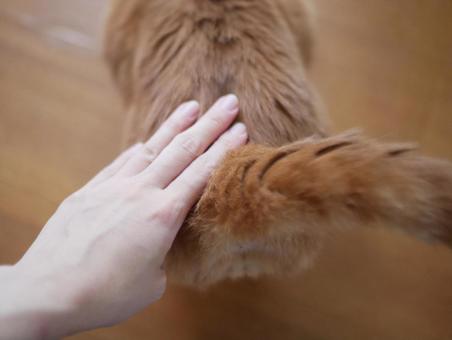 猫のお尻 猫,ペット,動物の写真素材