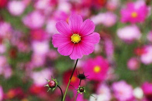 コスモス３８ コスモス,秋,かわいいの写真素材