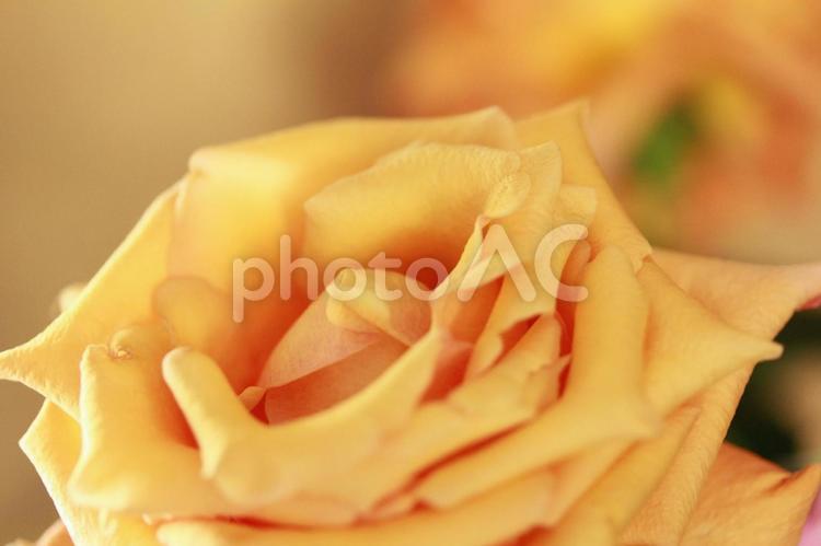 黄色いバラの花アップ バラ,ばら,薔薇の写真素材