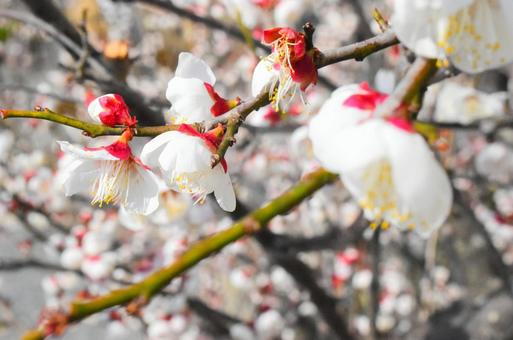 梅のはかなさ。 梅,花,3月の写真素材