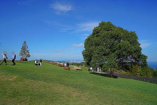淡路島　あわじ花さじき84　サルビア 兵庫県,あわじ花さじき,サルビアの写真素材