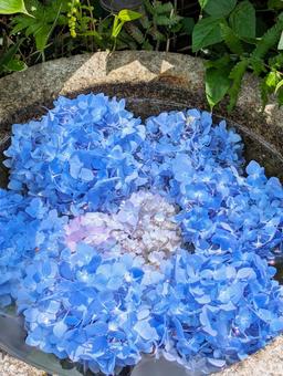 手水鉢の中の紫陽花 手水鉢の中の紫陽花 紫陽花,手水鉢,装飾の写真素材