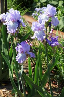 紫色のアイリスの写真