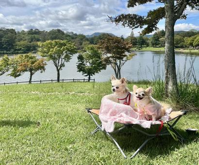 犬とピクニック 犬とピクニック 犬とピクニック,犬とキャンプ,ドッグコットの写真素材