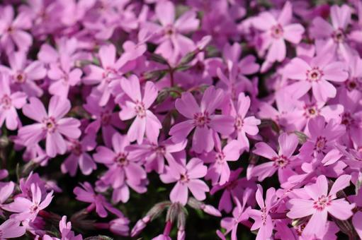 芝桜 芝桜の写真