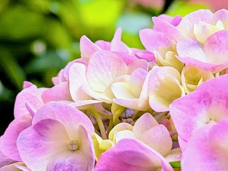 紫陽花 ピンク 紫陽花 ピンク 紫陽花,あじさい,花の写真素材