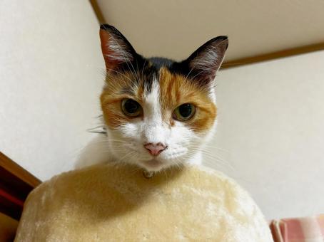 カメラ目線の三毛猫 三毛猫,calico,catの写真素材