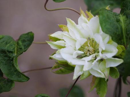 クレマチス　雪おこし① クレマチス,テッセン,雪おこしの写真素材