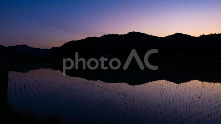 朝焼けの水面に映る希望 朝焼け,水田,反射の写真素材