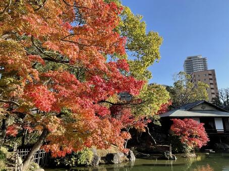 相楽園・神戸・日本庭園・紅葉 相楽園,紅葉,神戸の写真素材