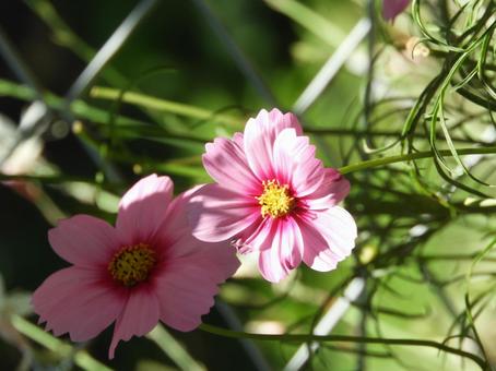 Cosmos, JPG