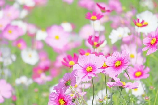 秋の満開のコスモスの花 コスモス,花,秋桜の写真素材