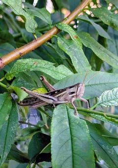 グラスホッパー バッタ,昆虫,自然の写真素材