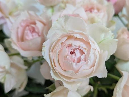 バラ バラ,花,薔薇の写真素材