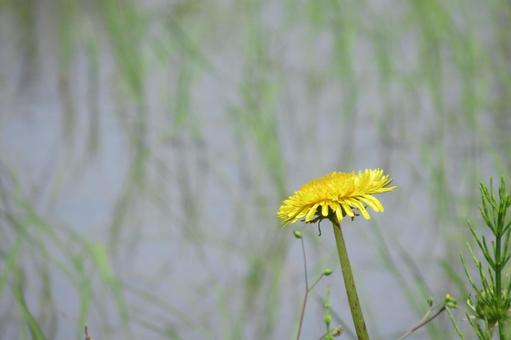 水田の前のタンポポ・横その2 水田の前のタンポポ・横その2 たんぽぽ,花,植物の写真素材