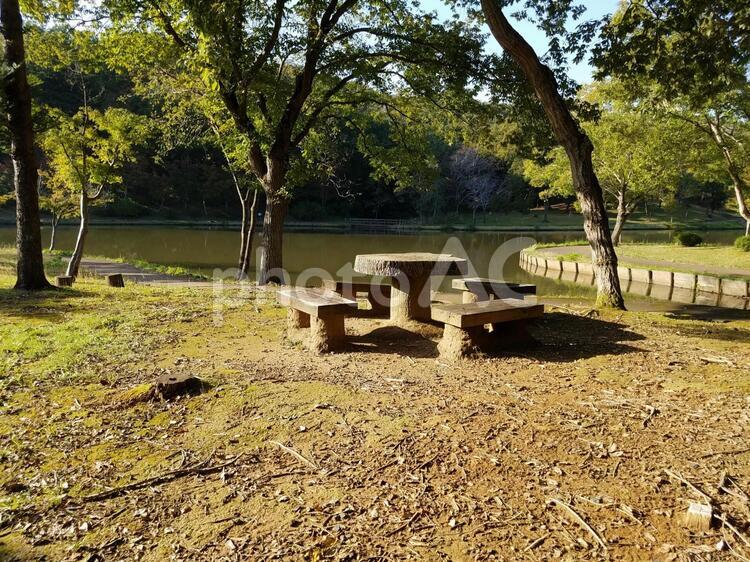 池のほとりのベンチ ベンチ,池,風景の写真素材