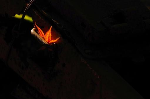 もみじ もみじ,紅葉,秋の写真素材