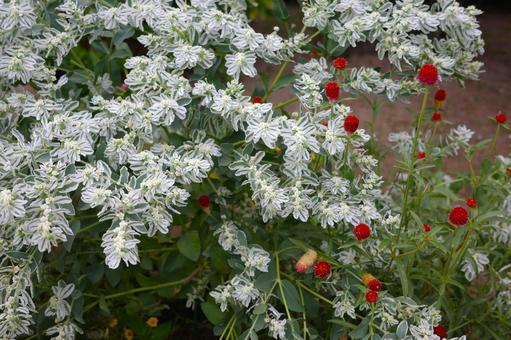 植え込みのハツユキソウと千日紅 植え込みのハツユキソウと千日紅 ハツユキソウ,千日紅,花の写真素材
