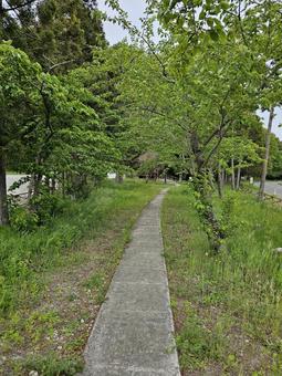 道1 道1 山,緑,古風の写真素材