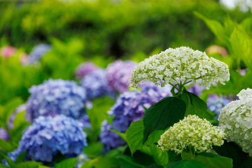 梅雨の晴れ間に咲く白と青の紫陽花 梅雨の晴れ間に咲く白と青の紫陽花 紫陽花,あじさい,アジサイの写真素材
