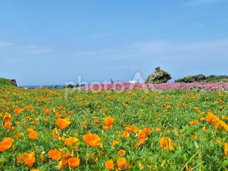 長井海の手公園ソレイユの丘　春の花畑 長井海の手公園ソレイユの丘,花畑,花園の写真素材