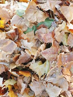 落葉 秋,自然,カエデの写真素材