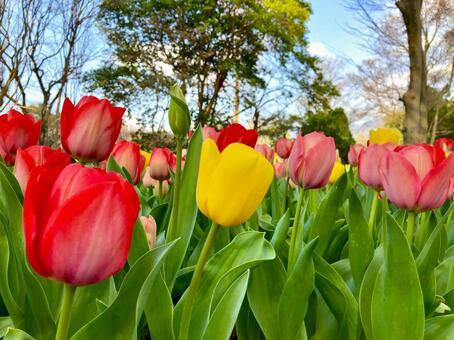 チューリップ チューリップ,花,赤の写真素材