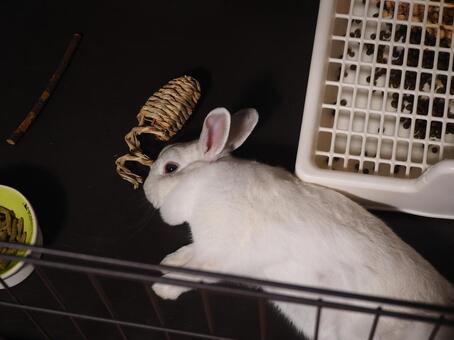 寝てるんです うさぎ,ネザーランドドワーフ,かわいいの写真素材