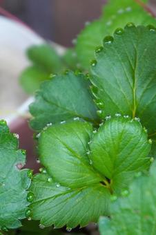 鉢植え苺苗の葉っぱと水滴09 苺苗,イチゴ,苗の写真素材