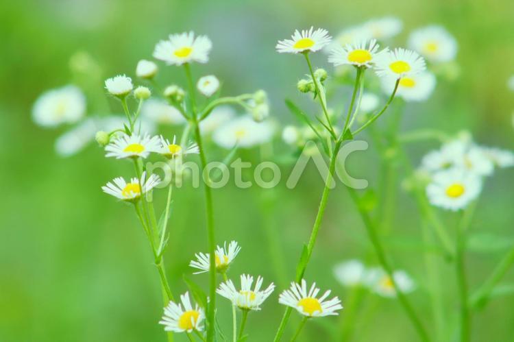 みちばたの白い花 自然,夏,植物の写真素材