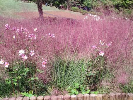 公園の風景 公園の風景の写真