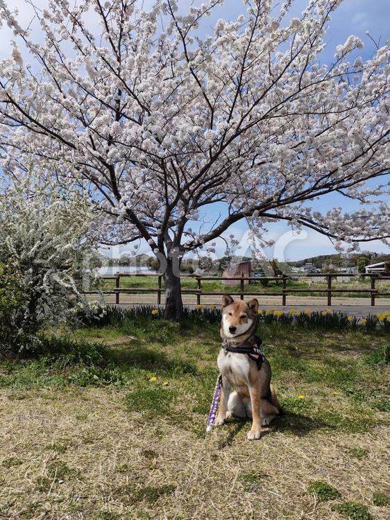 桜と水仙と愛犬 おすまし,茶色,晴れた日の写真素材