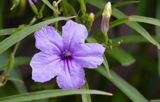 夏から秋に咲くヤナギバルイラソウの花 夏から秋に咲くヤナギバルイラソウの花 ヤナギバルイラソウ,花,ガーデニングの写真素材