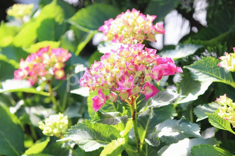 アジサイ 自然,花,アジサイの写真素材