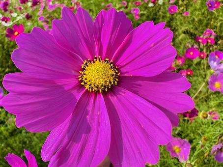 コスモス　コスモスパーク コスモス,秋桜,あきざくらの写真素材