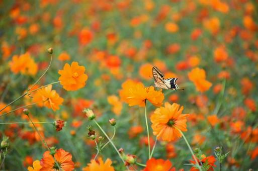 黄花コスモスと蝶2 黄花コスモスと蝶2の写真