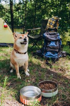 水飲み場の横に立つ犬 犬,テント,キャンプの写真素材