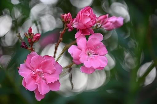 Oleander, JPG