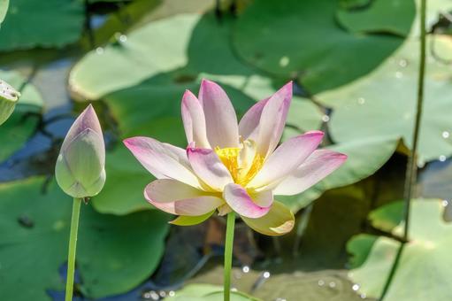 夏の陽射しを浴びる蓮の花 夏の陽射しを浴びる蓮の花の写真