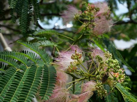 Silk tree, JPG Silk tree, JPG