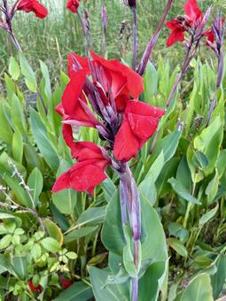 カンナの赤い花 カンナの赤い花 カンナ,花,赤の写真素材