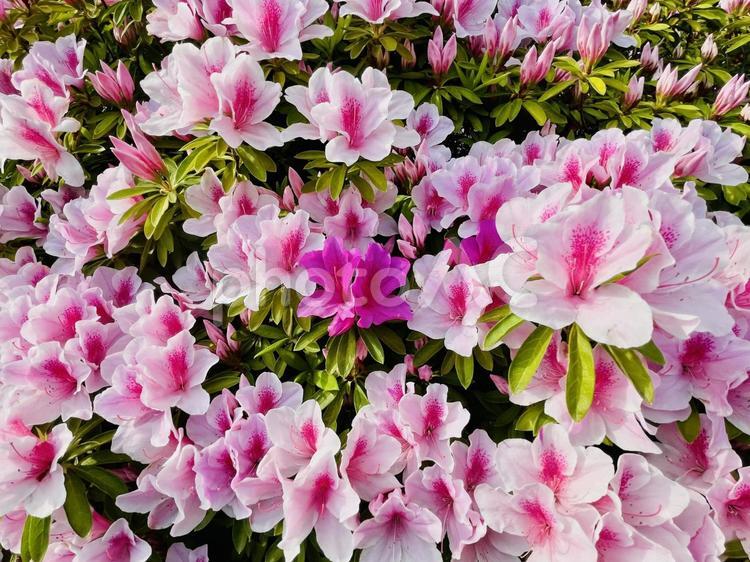 淡いピンクのツツジ　紅一点 ツツジ,4月,5月の写真素材