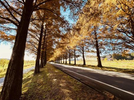黄金色に染まる並木道 並木道,メタセコイア,紅葉の写真素材