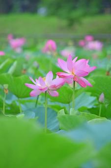 ハスの花-2 ハスの花-2の写真