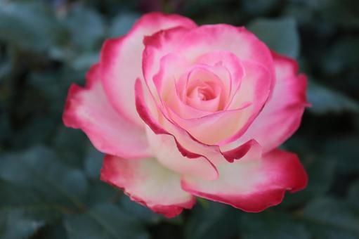 バラ園にて綺麗な薔薇を撮りました 花,薔薇,自然の写真素材