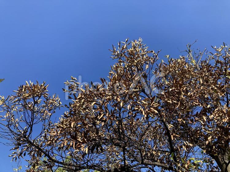 樹木と青空 樹木,青空,快晴の写真素材